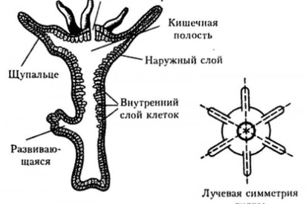 Ссылка на кракен тор